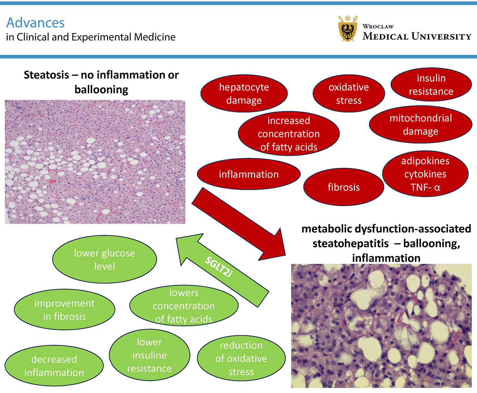 Graphical abstracts