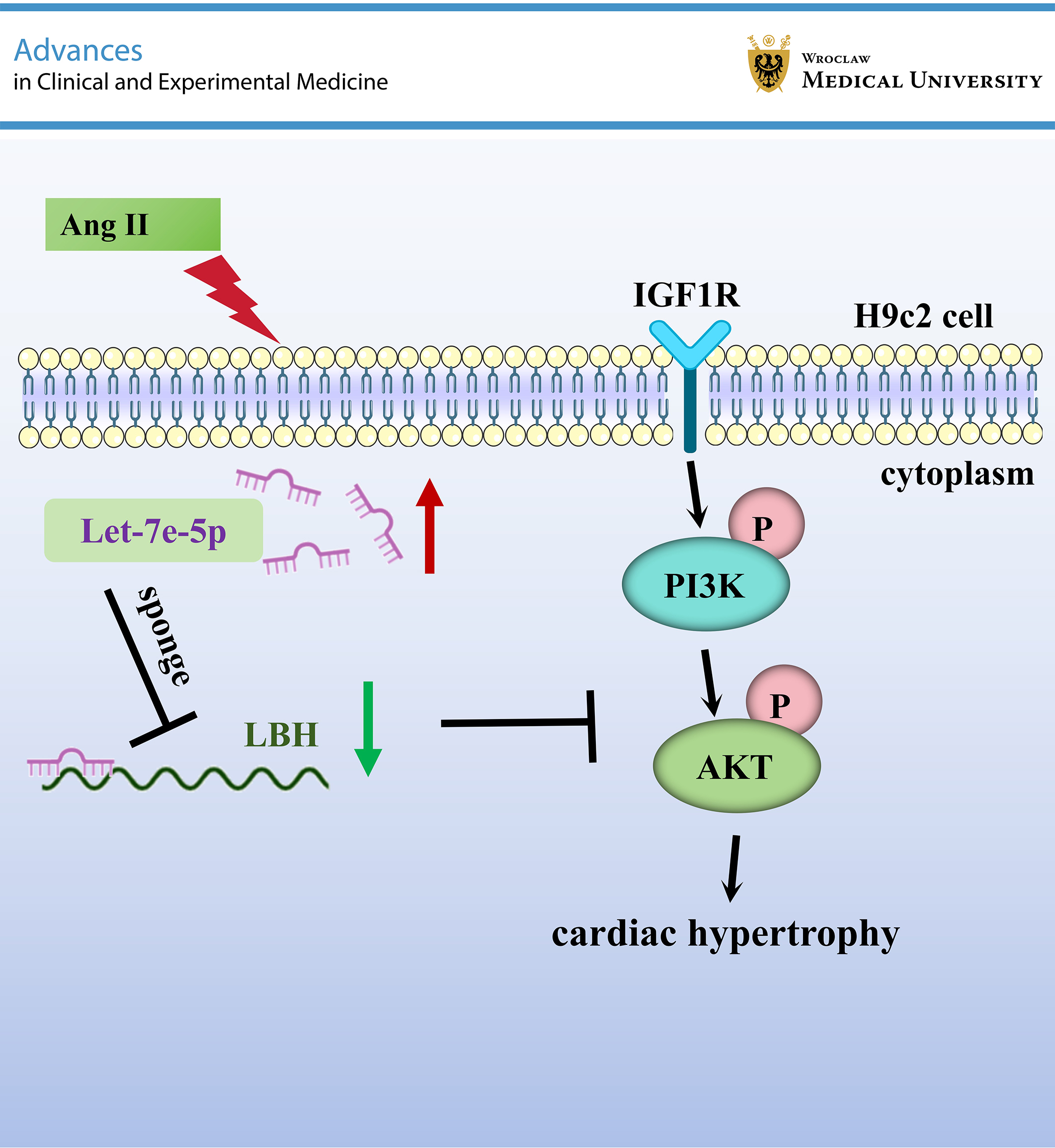 Graphical abstracts