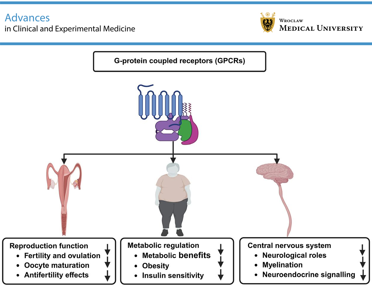 Graphical abstracts