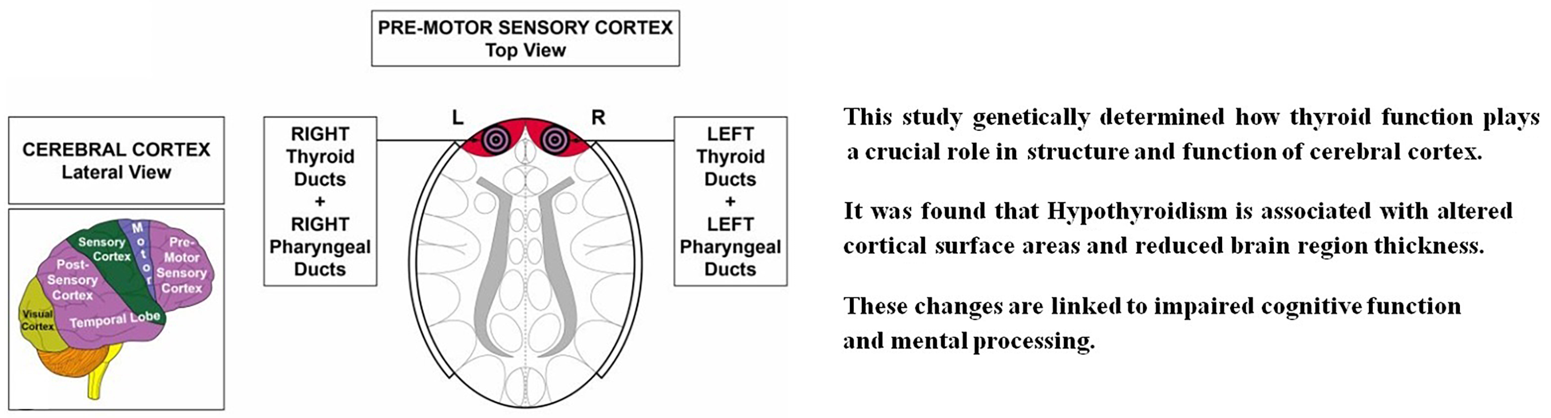 Graphical abstracts