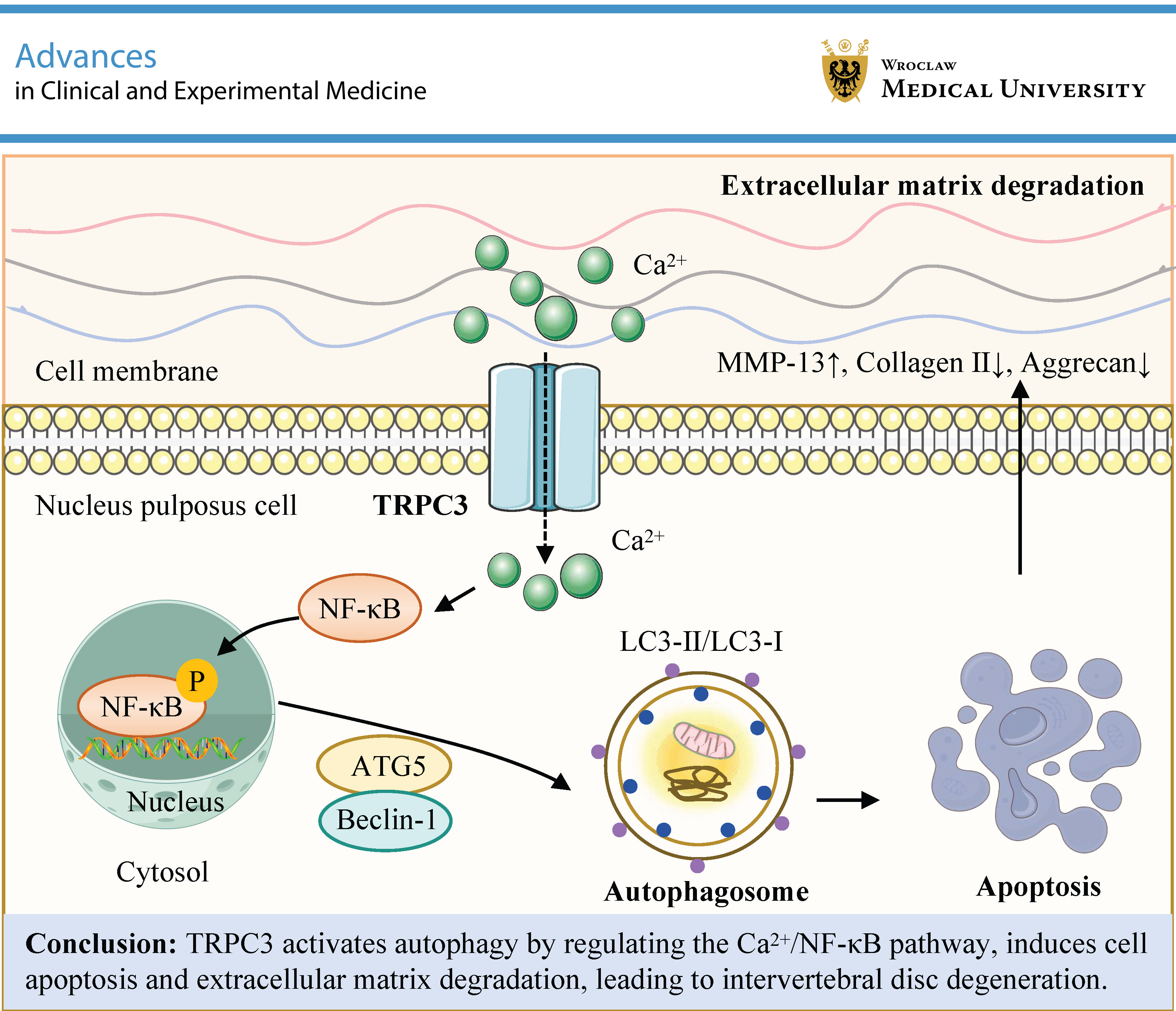 Graphical abstracts