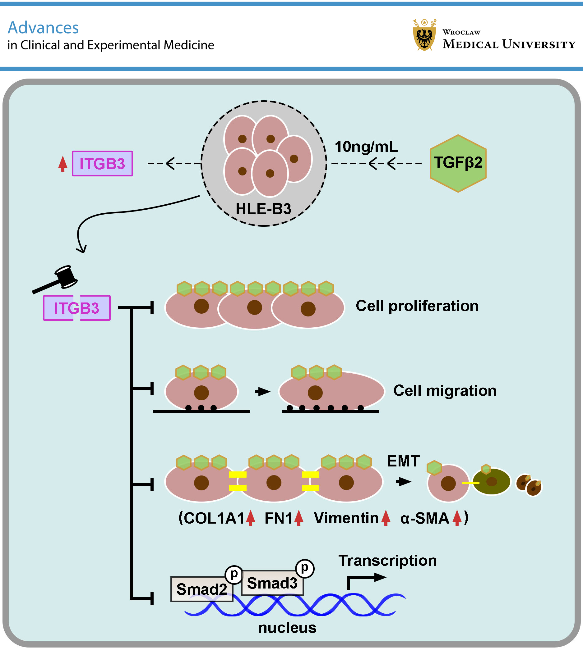 Graphical abstracts